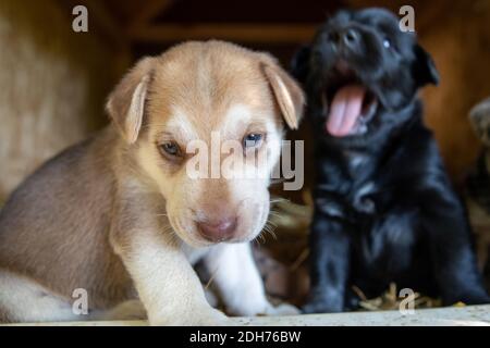 I cuccioli più cutest terrier Lab Husky mix giocando in casa del cane Foto Stock