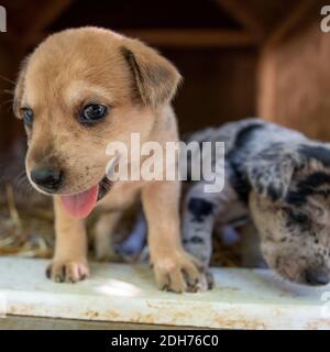 I cuccioli più cutest terrier Lab Husky mix giocando in casa del cane Foto Stock