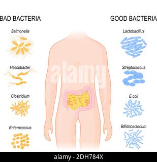 Bene, batteri cattivi. Flora intestinale (flora Gut), probiotici. Good (Lactobacillus, Bifidobacterium longum, Streptococcus thermophilus) e Bad Illustrazione Vettoriale