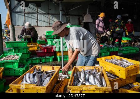 Venditori che lavorano le loro bancarelle di pesce nel mercato, Phuoc Hai, Vietnam Foto Stock