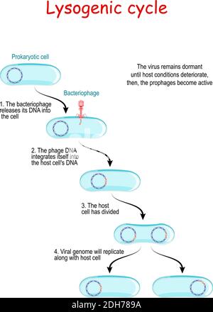 ciclo lisogenico con batteriofago. La lisogenia non provoca la lisi immediata della cellula ospite. Il virus rimane inattivo fino alle condizioni dell'ospite Illustrazione Vettoriale
