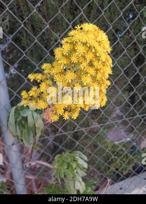 L'Aeonium è un genere di 35 specie di piante subtropicali succulente della famiglia delle Crassulaceae. Il nome deriva dall'antico greco "aionos". Foto Stock