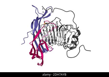 Struttura dell'ormone follicolo-stimolante (colore) in complesso con l'intero ectodominio del suo recettore (grigio), modello a nastro 3D, sfondo bianco Foto Stock