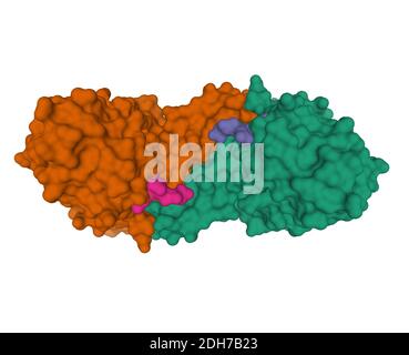 Struttura cristallina della tirosilproteina umana sulfotransferasi-1 (marrone e verde) complessata con peptide gastrinico (viola e blu), modello di superficie 3D Foto Stock