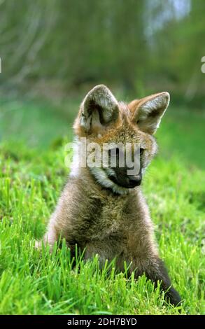 Crisocione, chrysocyon brachyurus, Cub Foto Stock