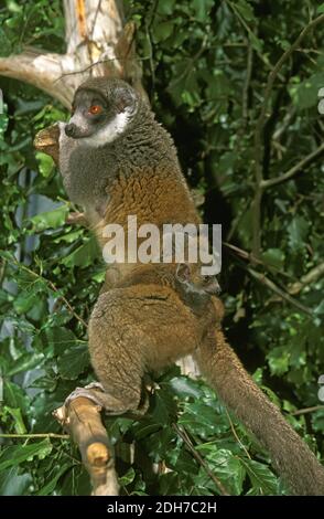 Mongoose Lemur lemur mongoz, madre con i giovani Foto Stock