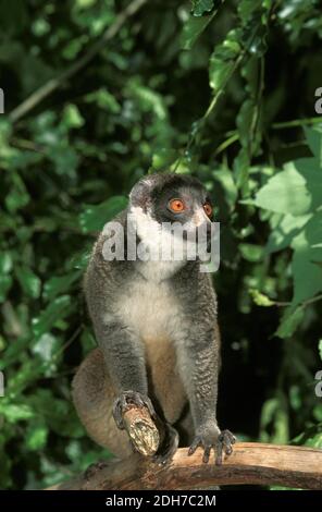 Mongoose Limur Mongoz, Adulti in piedi sul ramo Foto Stock