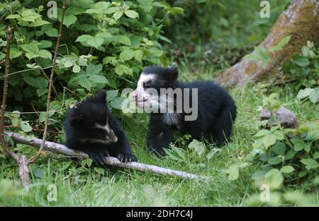 Spectacled Orso, Tremarctos ornatus, Cub Foto Stock