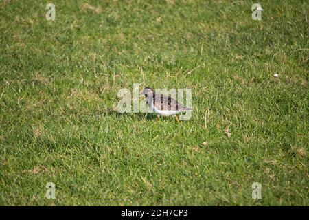 ruddy turnstones on a field Stock Photo