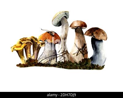 famiglia di funghi in acquerello, funghi di diverse varietà Foto Stock