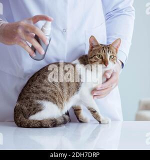 Cat visitando vet per regolari checkup Foto Stock