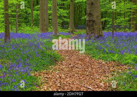 La famosa foresta Hallerbos a Bruxelles Belgio Foto Stock