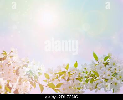 Sfondo primavera-estate in colori pastello - mela fiorente, fiori bianchi con petali delicati, cornice per il design. Astratto sfondo naturale. Foto Stock