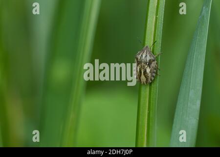 Bug dello schermo tartaruga Foto Stock