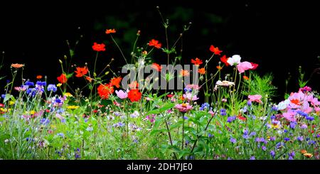 Colorato prato di fiori nel colore primario verde con nero sfondo Foto Stock