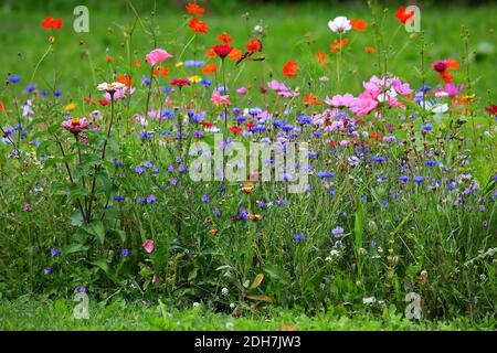 Colorato prato di fiori nel colore primario verde con diversi fiori selvatici. Foto Stock