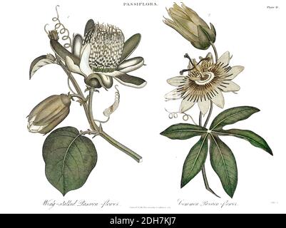 Machine Colourized (ai) Illustrazione di un fiore di una Passione Piante da frutto (granadilla o Passiflora edulis) Incisione su copperplate dall'Enciclopaed Foto Stock
