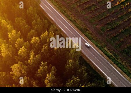 Auto bianca singola su strada attraverso la foresta di cottonwood in estate tramonto, vista aerea dal drone pov Foto Stock