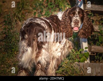 Tedesco Spaniel cane con belle orecchie ricce ritratto in natura. La più bella razza spagnola tedesca premiata con bocca aperta e un protru Foto Stock