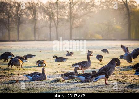 Inverno e oca grigia al Frankfurt Ostpark , Frankfurt am Main, Hessen, Germania Foto Stock