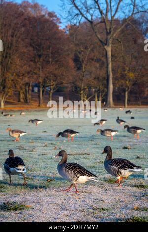 Inverno e oca grigia al Frankfurt Ostpark , Frankfurt am Main, Hessen, Germania Foto Stock