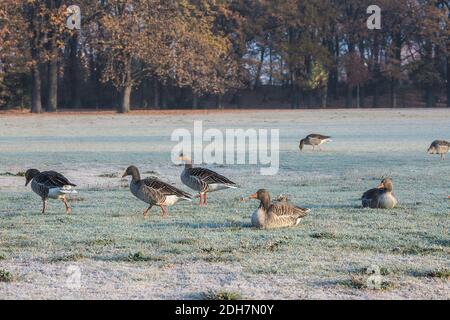 Inverno e oca grigia al Frankfurt Ostpark , Frankfurt am Main, Hessen, Germania Foto Stock