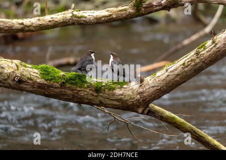 Due cucchiai bianchi, Cincluses, seduti su un ramo del fiume. Cantano l'uno con l'altro. Fotografia naturalistica in Svezia. Foto Stock