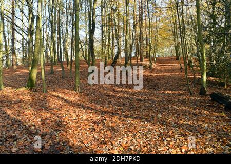 Foto per una caratteristica su Wellesley Woodland, Aldershot - Autunno weekend passeggiate. Sentieri nel bosco. Foto Stock