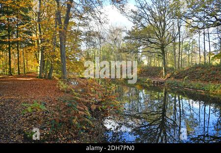 Foto per una caratteristica su Wellesley Woodland, Aldershot - Autunno weekend passeggiate. Canale di Basingstoke. Foto Stock