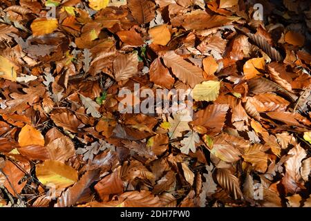 Foto per una caratteristica su Wellesley Woodland, Aldershot - Autunno weekend passeggiate. Sentieri nel bosco. Foto Stock