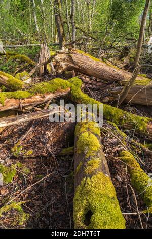 Tronchi di albero marcio coperti di muschio in un bosco Foto Stock