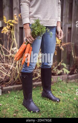 Sezione bassa di donna che tiene le carote raccolte di fresco a organico fattoria Foto Stock