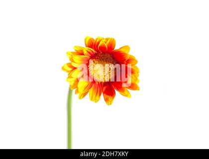 Bouquet di fiori di gerbera arancio brillante in vaso di vetro Foto Stock