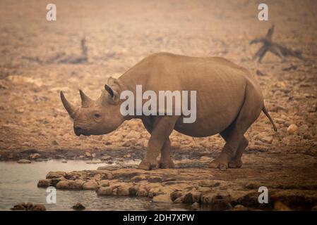 Il rinoceronte nero cammina verso il waterhole in foschia Foto Stock