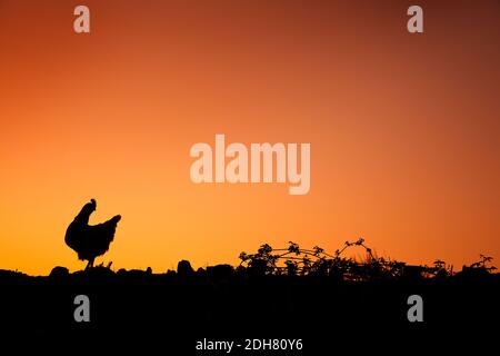 silhouette di un pollo su un muro Foto Stock