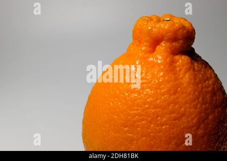Jeju Island Citrus Hallabong su sfondo bianco Foto Stock
