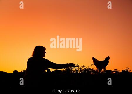 Donna che sta per prendere un pollo Foto Stock