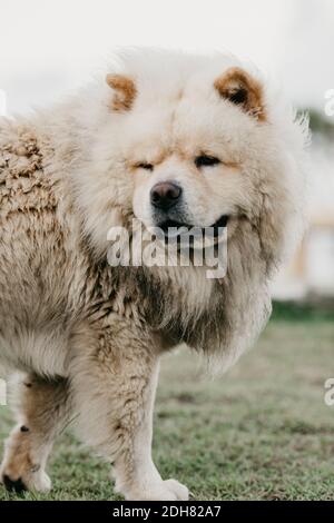 Un colpo verticale di un bel cane fluffy moody. Chow bianco razza cane razza in piedi sull'erba Foto Stock