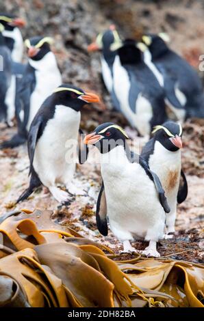 Pinguino dell'isola di Snares, pinguino di Snares (Eudyptes robustus, Eudyptes atratus), che riposa sulla riva, Nuova Zelanda, le Sarre Foto Stock