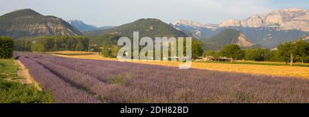 Lavanda inglese (Lavandula angustifolia, Lavandula officinalis), campo di lavanda e fattoria di fronte al paesaggio montano, Francia, Foto Stock