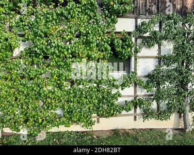 Pera comune (Pyrus communis), pera di spalliera a una facciata, Germania, Baviera Foto Stock