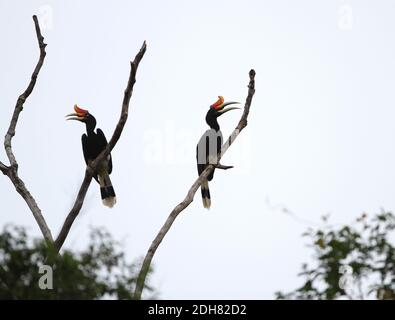 Rhinoceros hornbill (Buceros rhinoceros), coppia in baldacchino di Kinabatangan, Calling, Malesia, Borneo, Sabah Foto Stock