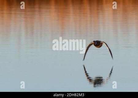 mallard (Anas platyrhynchos), drake in volo su un lago, vista frontale, Germania, Baviera Foto Stock