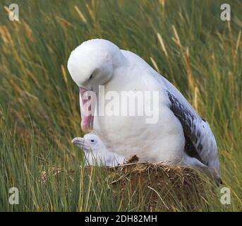 Vagando Albatros, Snowy Albatross (esulans Diomedea), adulto con pulcino nel nido, Suedgeorgien Foto Stock