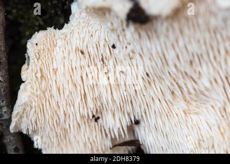 Lato inferiore del fungo di legno Hedgehog (Hydnum repandum) Foto Stock