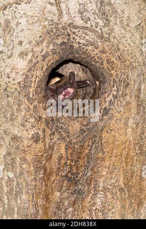 Noctule (Nyctalus noctula), che chiama da tree hole, Paesi Bassi Foto Stock