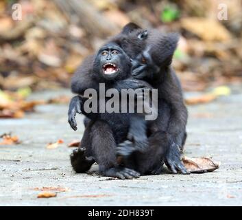 Celebes ape, Celebes black ape, Sulawesi crested macaque, Celebes crested macaque (Macaca nigra, Cynopithecus niger), due scimmie che romano su un Foto Stock