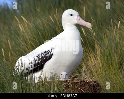 Vagando Albatros, Snowy Albatross (esulans Diomedea), adulto con pulcino nel nido, Suedgeorgien Foto Stock