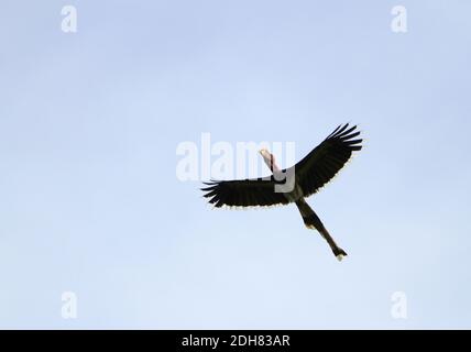 Hornbill helmeted (Buceros vigil, Rhinoplax veglia), Hornbill in volo in testa a Helmeted, Malesia, Borneo, Sabah Foto Stock