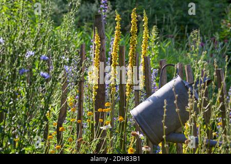 Mullein nero (Verbascum nigrum), giardino naturale ricco di fiori, adatto agli insetti, Germania Foto Stock